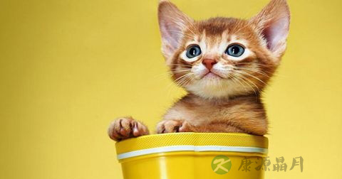 猫咬伤 猫咬伤
