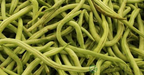 扁豆中毒 扁豆中毒
