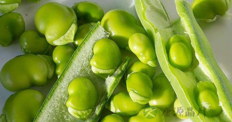 蚕豆中毒 蚕豆中毒