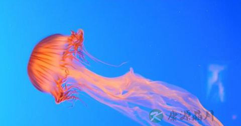 水母咬伤 水母咬伤