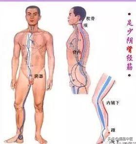 十二经筋(收藏版)