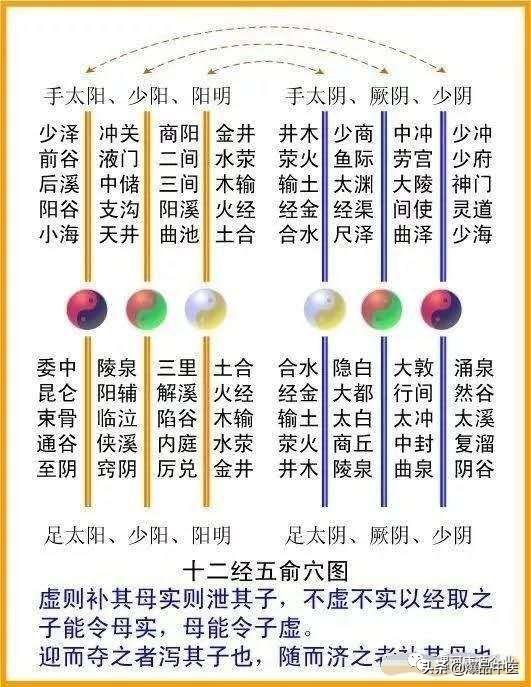 十二经筋(收藏版)