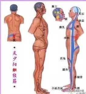 十二经筋(收藏版)