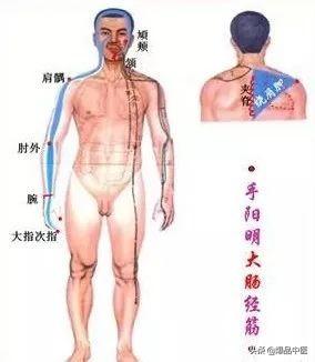 十二经筋(收藏版)