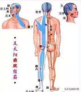 十二经筋(收藏版)