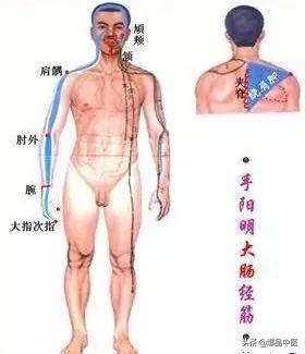 十二经筋(收藏版)