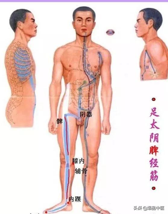 十二经筋(收藏版)