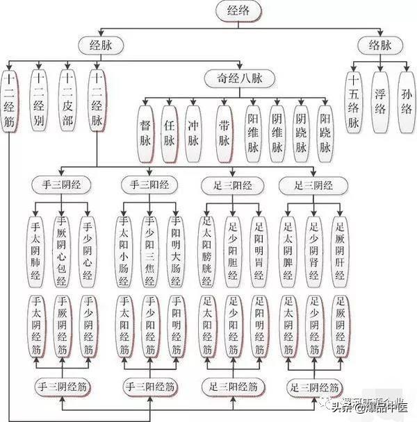 十二经筋(收藏版)