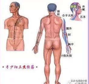 十二经筋(收藏版)