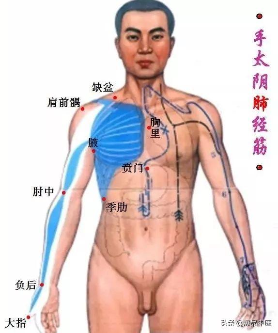十二经筋(收藏版)