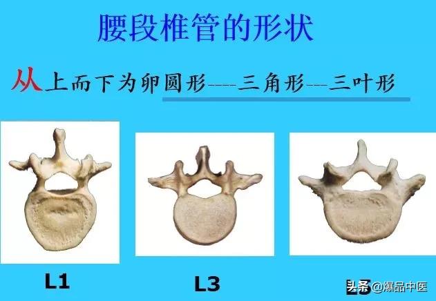 超实用脊椎解剖图解