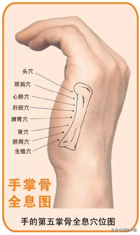 全息图谱:针灸专业必备,拥有完美疗效