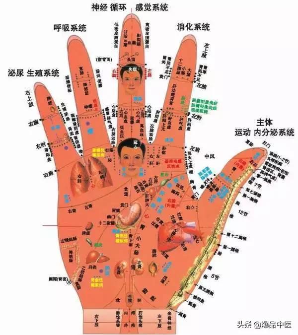 全息图谱:针灸专业必备,拥有完美疗效