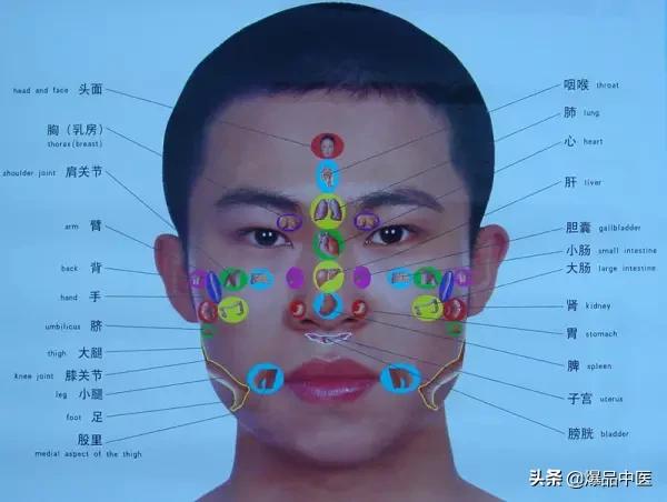 全息图谱:针灸专业必备,拥有完美疗效