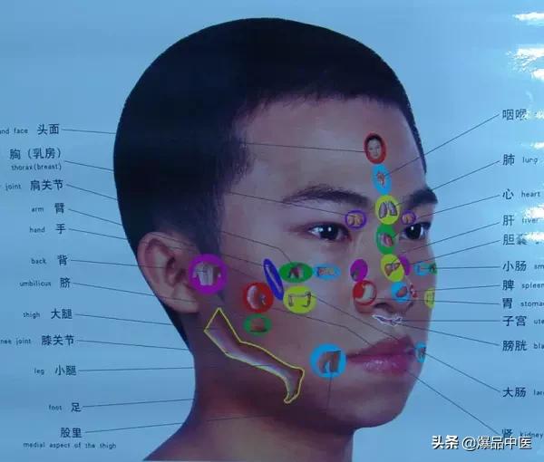 全息图谱:针灸专业必备,拥有完美疗效