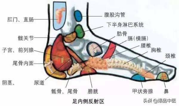 全息图谱:针灸专业必备,拥有完美疗效