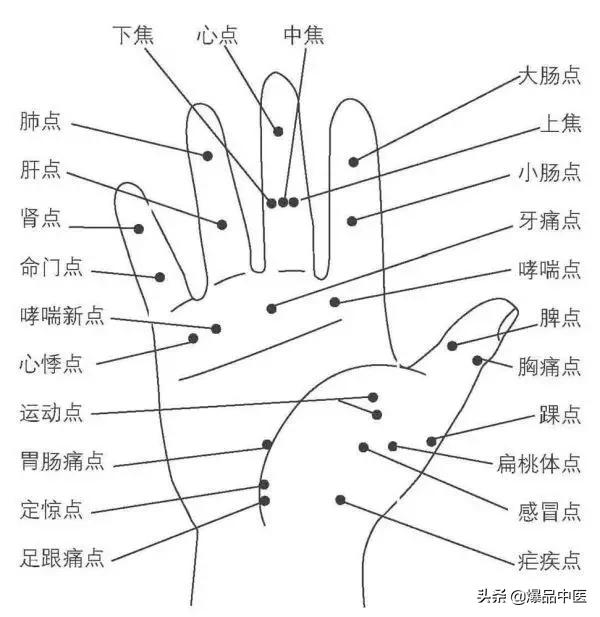 全息图谱:针灸专业必备,拥有完美疗效