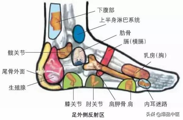 全息图谱:针灸专业必备,拥有完美疗效
