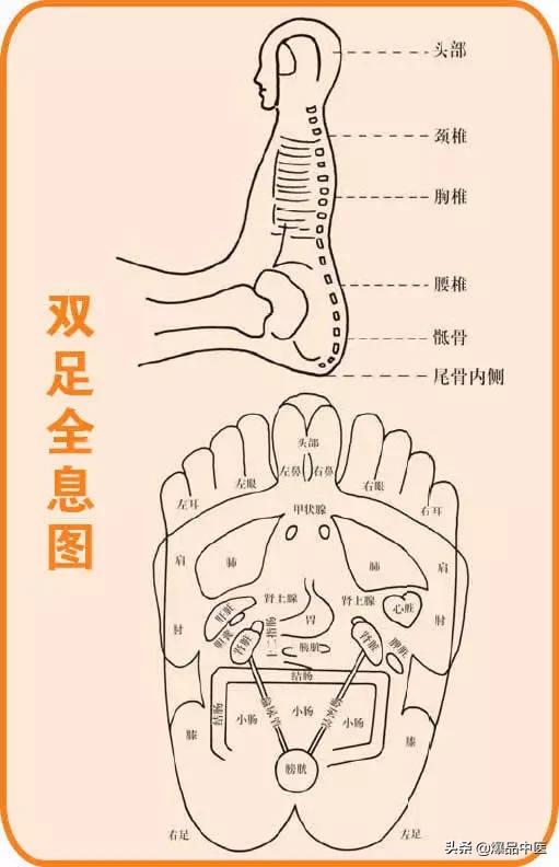 全息图谱:针灸专业必备,拥有完美疗效