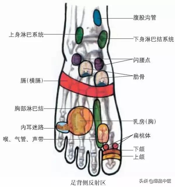 全息图谱:针灸专业必备,拥有完美疗效