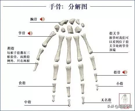 「高清彩图」人体骨骼系统，建议大家收藏