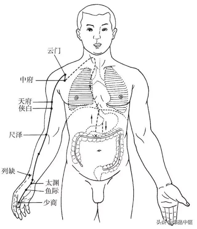 十二经脉的循行规律,中医收藏必备