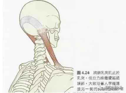 肌肉致头痛,肌肉治头痛