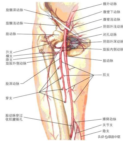 股骨头坏死的诊断与治疗策略,康源干货分享