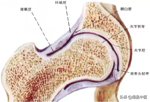 股骨头坏死的诊断与治疗策略,康源干货分享