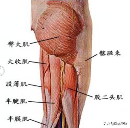 股骨头坏死的诊断与治疗策略,康源干货分享