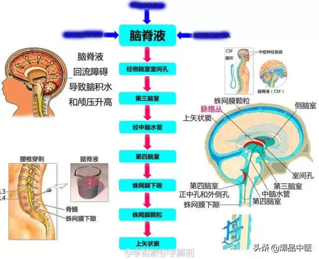 神经系统一天搞定,打破死板记忆方法