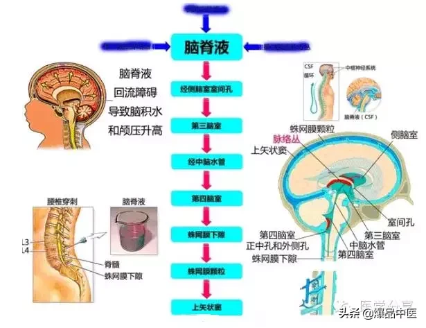 神经系统一天搞定,打破死板记忆方法
