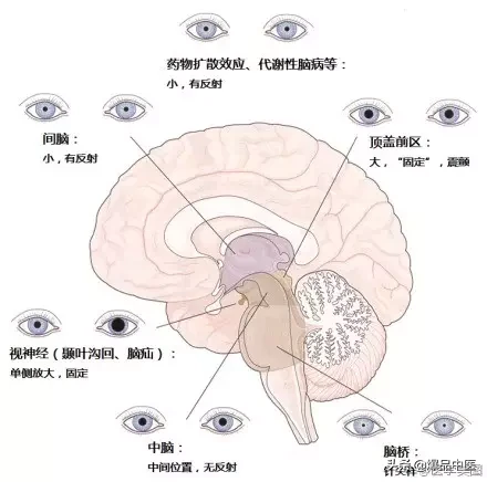 神经系统一天搞定,打破死板记忆方法