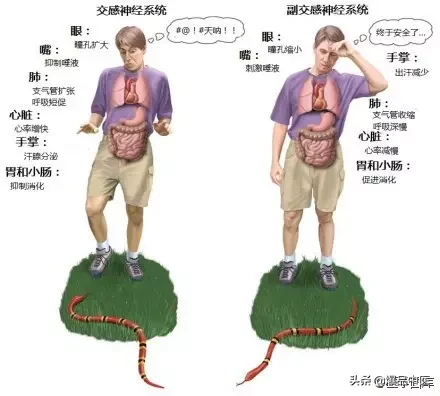 神经系统一天搞定,打破死板记忆方法
