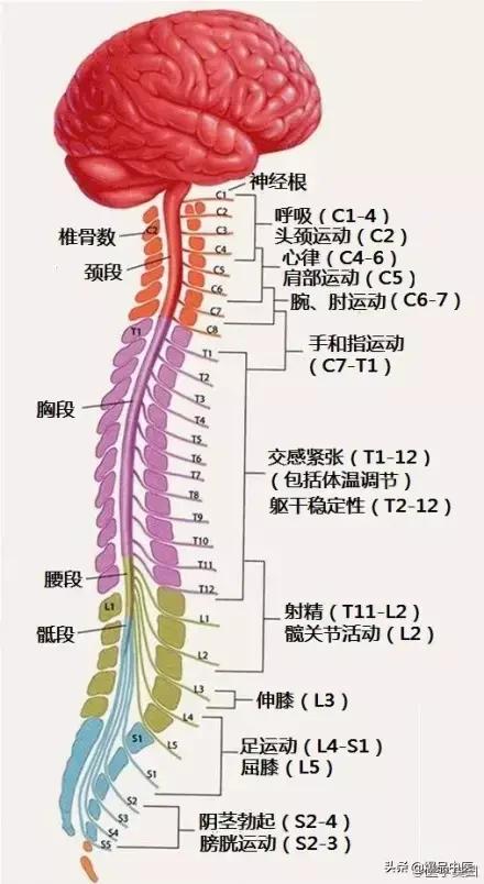 神经系统一天搞定,打破死板记忆方法