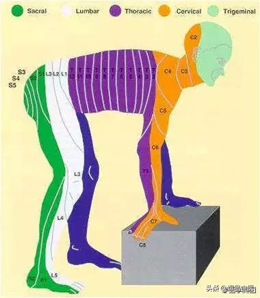 神经系统一天搞定,打破死板记忆方法