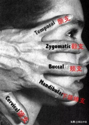 神经系统一天搞定,打破死板记忆方法