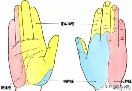 神经系统一天搞定,打破死板记忆方法