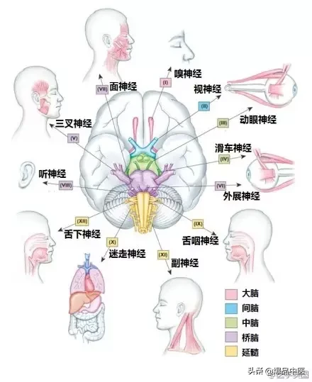 神经系统一天搞定,打破死板记忆方法