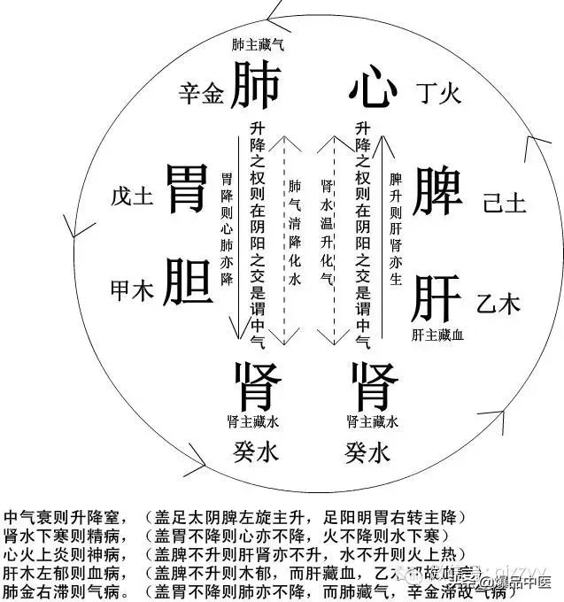 人体脏腑气血运动图