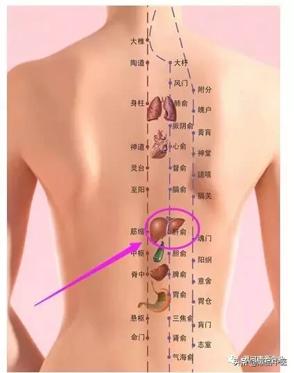 肝俞穴:黄疸、胁痛、吐血、目赤
