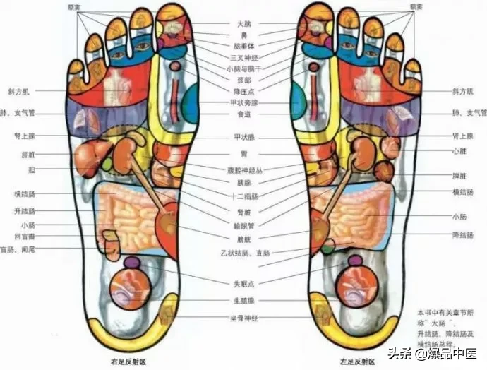 值得好好看:针灸、按摩全息之精髓(全身投影图)