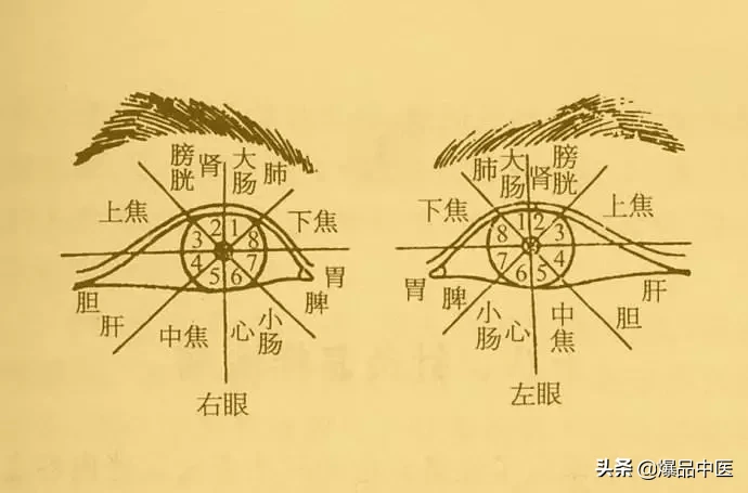值得好好看:针灸、按摩全息之精髓(全身投影图)