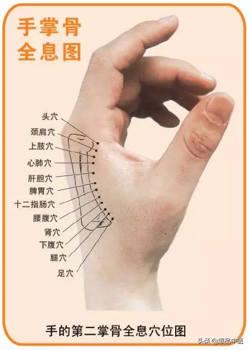 值得好好看:针灸、按摩全息之精髓(全身投影图)