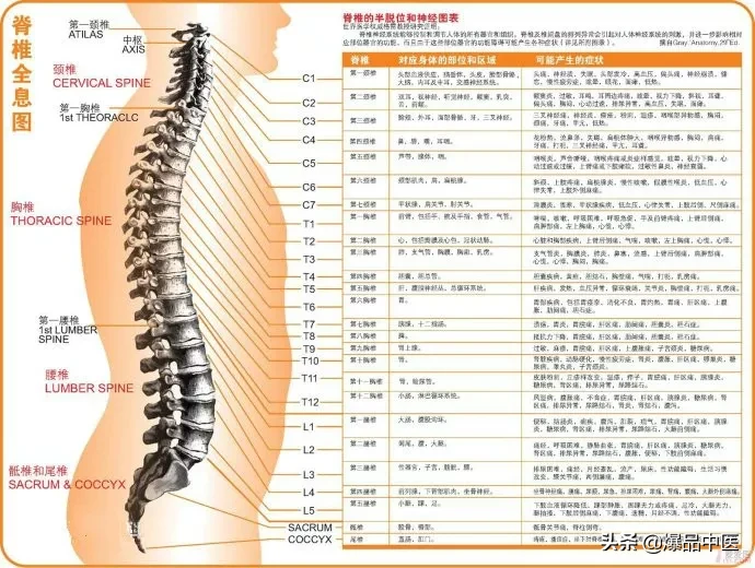 值得好好看:针灸、按摩全息之精髓(全身投影图)