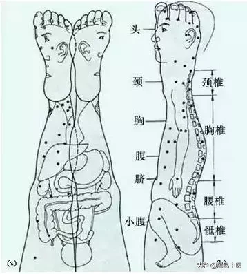 值得好好看:针灸、按摩全息之精髓(全身投影图)