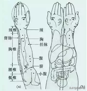 值得好好看:针灸、按摩全息之精髓(全身投影图)