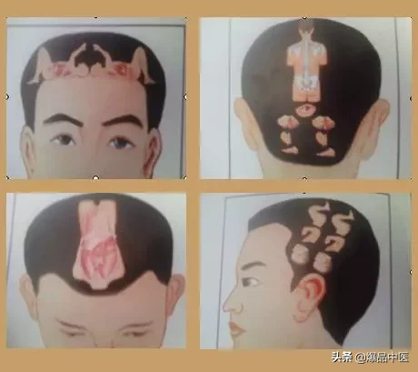 值得好好看:针灸、按摩全息之精髓(全身投影图)