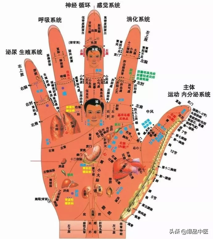 值得好好看:针灸、按摩全息之精髓(全身投影图)
