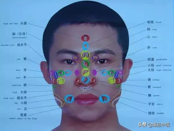 值得好好看:针灸、按摩全息之精髓(全身投影图)